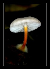 Fungi Photo Art for Sale by Artist C Ribet 04
