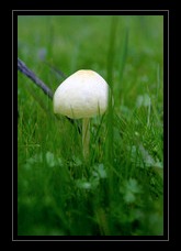 Fungi Photo Art for Sale by Artist C Ribet 18
