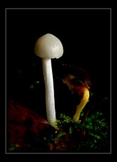 Fungi Photo Art for Sale by Artist C Ribet 07