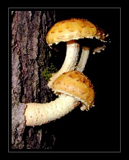 Fungi Photo Art for Sale by Artist C Ribet 15