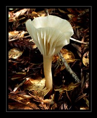 Fungi Photo Art for Sale by Artist C Ribet 10