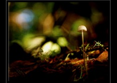 Fungi Photo Art for Sale by Artist C Ribet 12