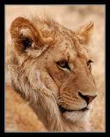 Wildlife Photography of Africa39